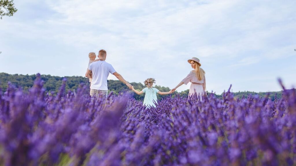 Relax at a Lavender Farm